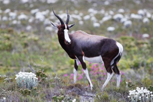 Бонстбок - бездоганний джемпер Бонстбок - бездоганний джемпер