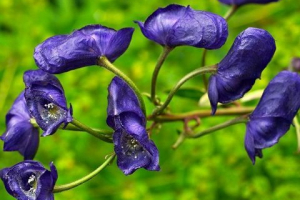 Бореться (аконіт) Бореться (аконіт)