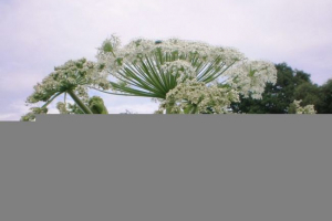 Борщевик Борщевик