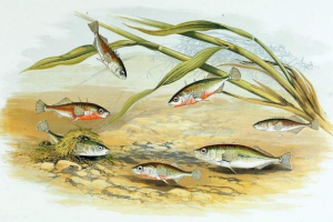 Рибні відносини Рибні відносини