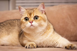 Британська золота шиншилла Британська золота шиншилла