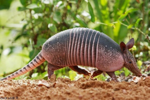 Бронювання - тварина в броні Бронювання - тварина в броні