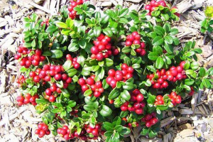 Брунатний Брунатний