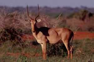 Бубальний мисливець - антифоп з червоної книги Бубальний мисливець - антифоп з червоної книги
