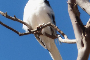 Сипучий димний корусун