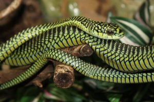 Бумсаланг - африканська деревина змія Бумсаланг - африканська деревина змія