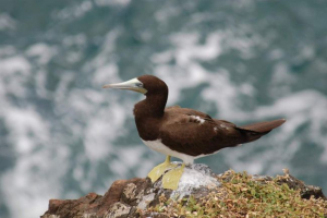 Buay olusha: птах з pastami Buay olusha: птах з pastami