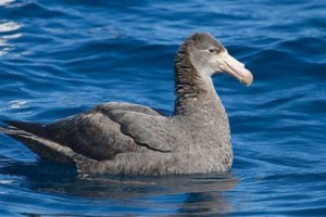 Буревіс Буревіс