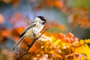 Буроль-хайгне - що живлення? Буроль-хайгне - що живлення?