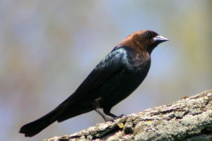 Буроспинний коров'ячий робітник - гніздо паразит Буроспинний коров'ячий робітник - гніздо паразит