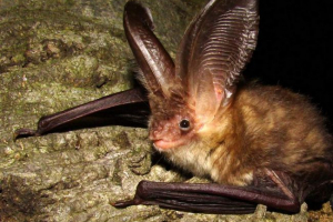 Коричневий ушан: фото бойової миші Коричневий ушан: фото бойової миші