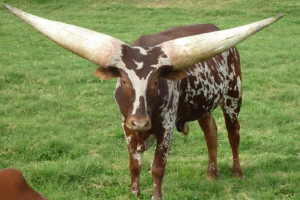 Бик вадуссі. Опис, фото тварин Бик вадуссі. Опис, фото тварин