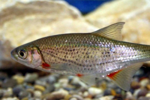 Охорона - риба карпа сім'я Охорона - риба карпа сім'я