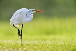 Герома Герома