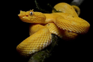 Challenge botrops schlegel - яка тварина? Challenge botrops schlegel - яка тварина?