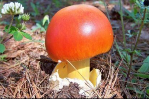 Цезарський гриб Цезарський гриб