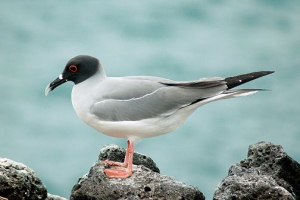 Чайки - вигляд та опис Чайки - вигляд та опис