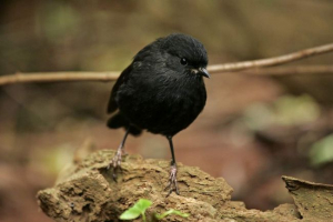 Чатемська петройка - рідкісна тварина Чатемська петройка - рідкісна тварина
