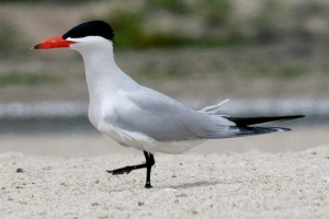Чеглава - prachock у шлюбній сукні Чеглава - prachock у шлюбній сукні
