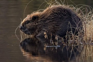 Челябінськ рятувальники зберегли бобер Челябінськ рятувальники зберегли бобер