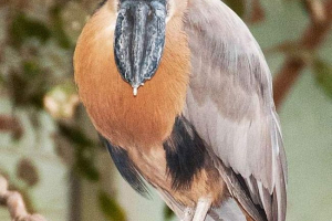 Челонова - що ще птах? Челонова - що ще птах?