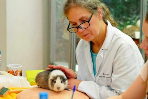 Які морські свинки хворіють? Які морські свинки хворіють?