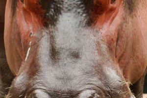 Яка різниця між бегемотом? Яка різниця між бегемотом?