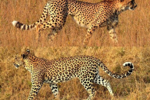 Яка різниця між гепардом з леопарда? Яка різниця між гепардом з леопарда?