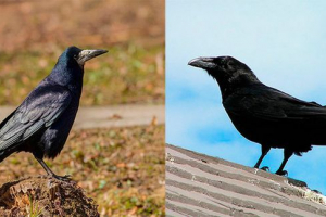 Яка різниця між воронами? Яка різниця між воронами?