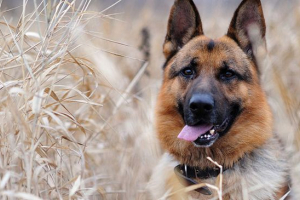 Яка різниця між німецькою пастуховою собакою з східної європи? Яка різниця між німецькою пастуховою собакою з східної європи?