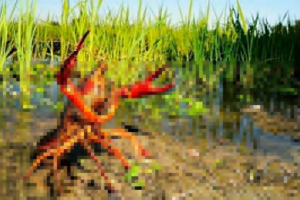 Що харчується раком у природному середовищі? Що харчується раком у природному середовищі?