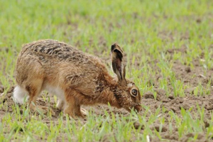 Що годує зайця Що годує зайця