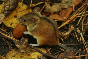 Що їдять миші Що їдять миші