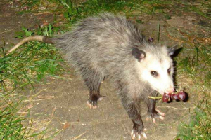 Що годує opossum? Що годує opossum?