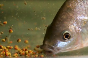 Яка закріплена риба Яка закріплена риба