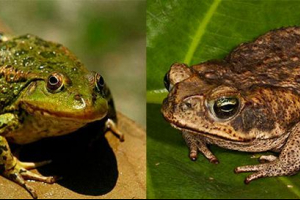 Що відрізняється жабою і жабам? Що відрізняється жабою і жабам?