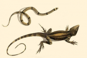 Ніж змій відрізняються від ящірок? Ніж змій відрізняються від ящірок?