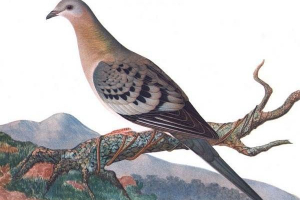 Чорна тварина книга. Тварини, перераховані в чорній книзі Чорна тварина книга. Тварини, перераховані в чорній книзі