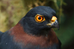 Чорний - межує з керівництвом Чорний - межує з керівництвом