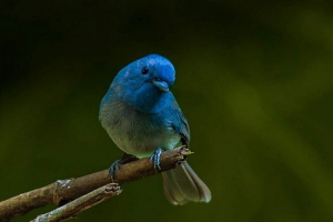 Черногол монарх - прекрасний тест метелика Черногол монарх - прекрасний тест метелика