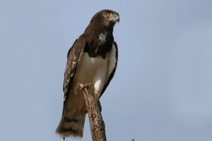 Chernogoody smeyad Chernogoody smeyad