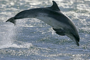 Чорноморська афульміна Чорноморська афульміна