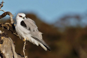 Чорно-інсульт димний розп'яття - мисливець декстера Чорно-інсульт димний розп'яття - мисливець декстера