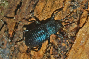 Чорнотелки - особливості та значення жорстких жуків Чорнотелки - особливості та значення жорстких жуків