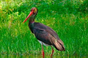 Чорний лелека Чорний лелека