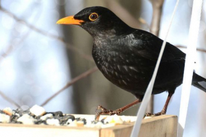 Чорний дрізд Чорний дрізд