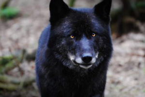 Чорний вовк Чорний вовк