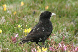 Чорні жайки відомі нам, як шпак Чорні жайки відомі нам, як шпак