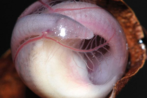 Черв'як Черв'як