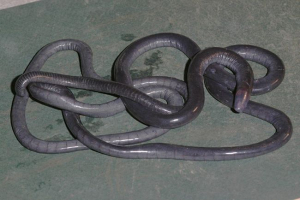 Череди - загін грубих амфібій Череди - загін грубих амфібій